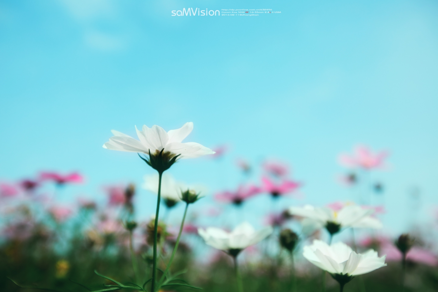 点击大图看下一张：郊外美丽的格桑花