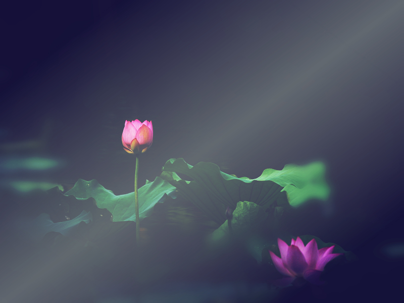 点击大图看下一张：清晨朦胧美的荷花图片