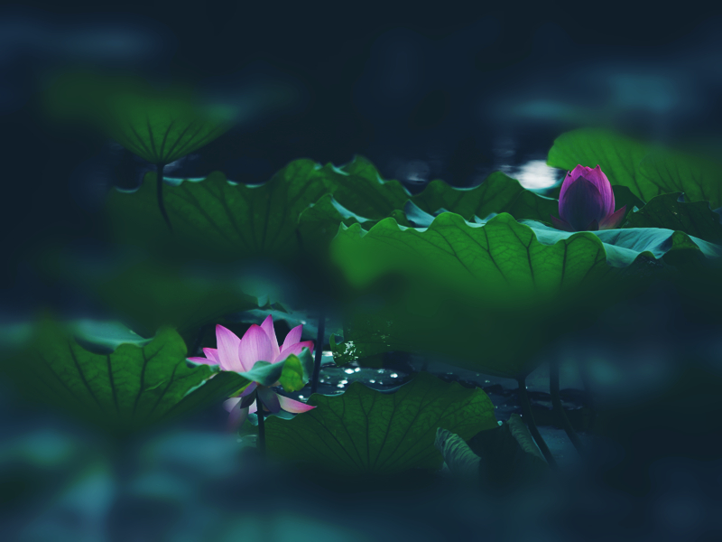 点击大图看下一张：清晨朦胧美的荷花图片