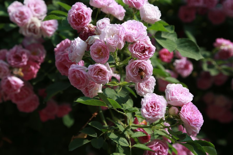 点击大图看下一张:盛开的蔷薇花图片