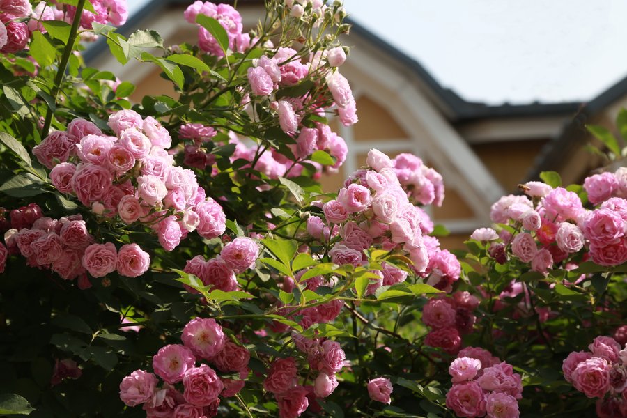 点击大图看下一张：盛开的蔷薇花图片