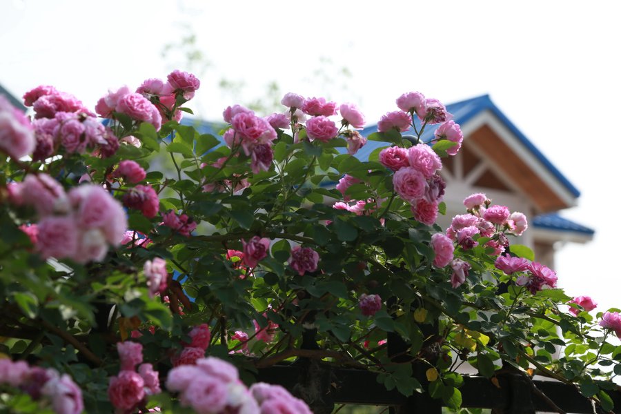 点击大图看下一张：盛开的蔷薇花图片