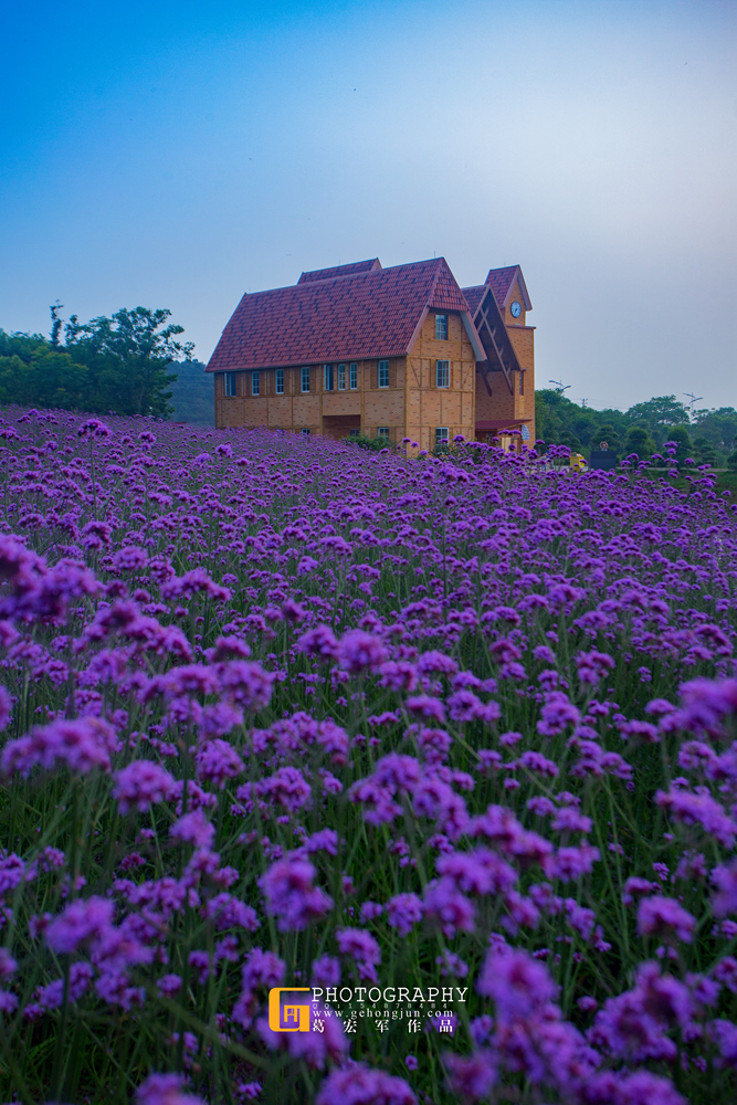 点击大图看下一张:一望无际的马鞭草图片