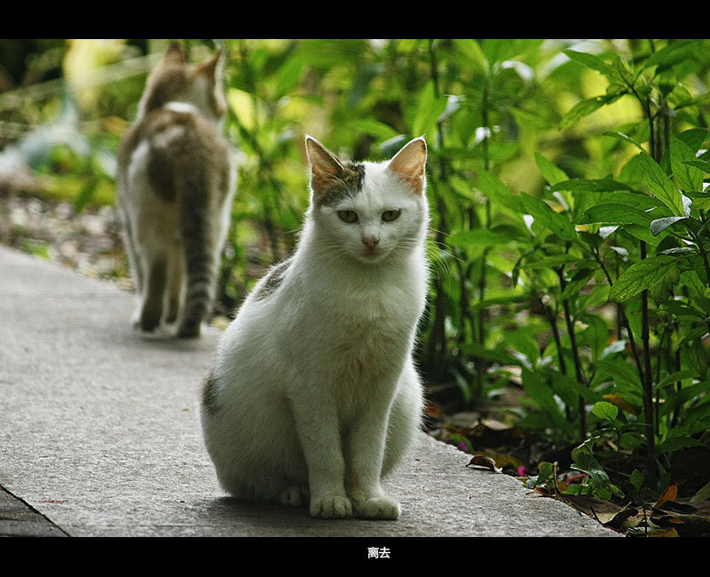 点击大图看下一张：二只小猫