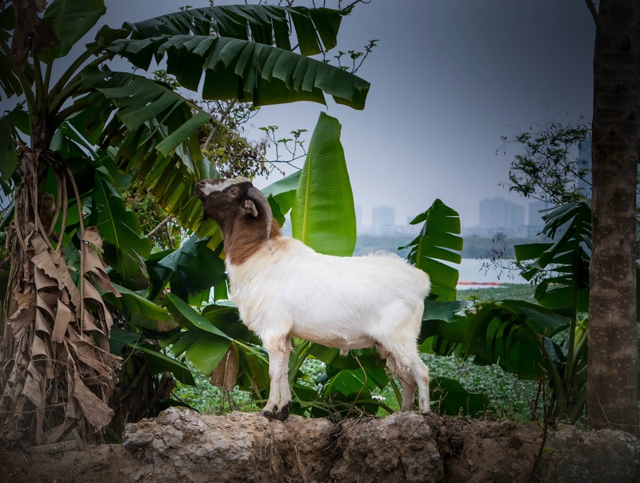 点击大图看下一张：觅食的羊群