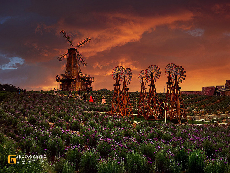 点击大图看下一张：美丽的薰衣草图片