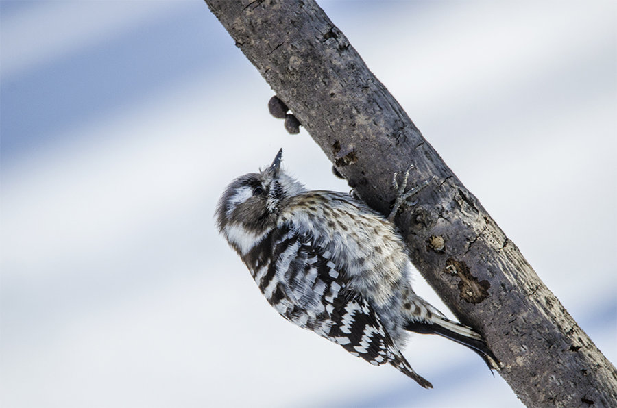 点击大图看下一张：斑啄木鸟图片