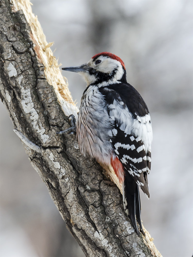 点击大图看下一张：斑啄木鸟图片