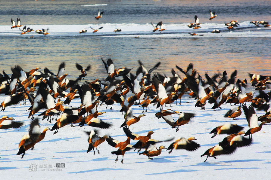 点击大图看下一张：城市里的野鸭