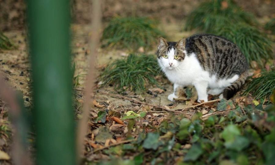 点击大图看下一张：流浪猫也可爱