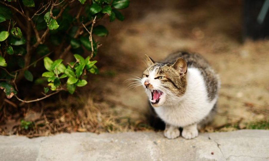 点击大图看下一张：流浪猫也可爱