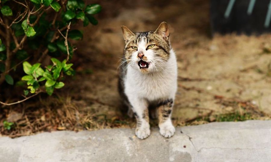 点击大图看下一张：流浪猫也可爱