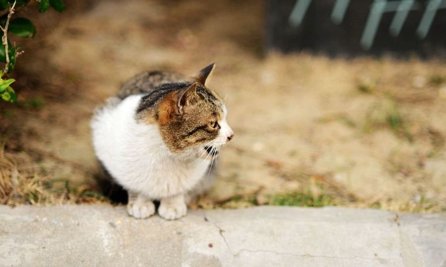 点击大图看下一张：流浪猫也可爱