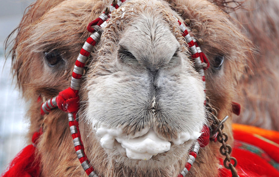 点击大图看下一张：庙会上的骆驼