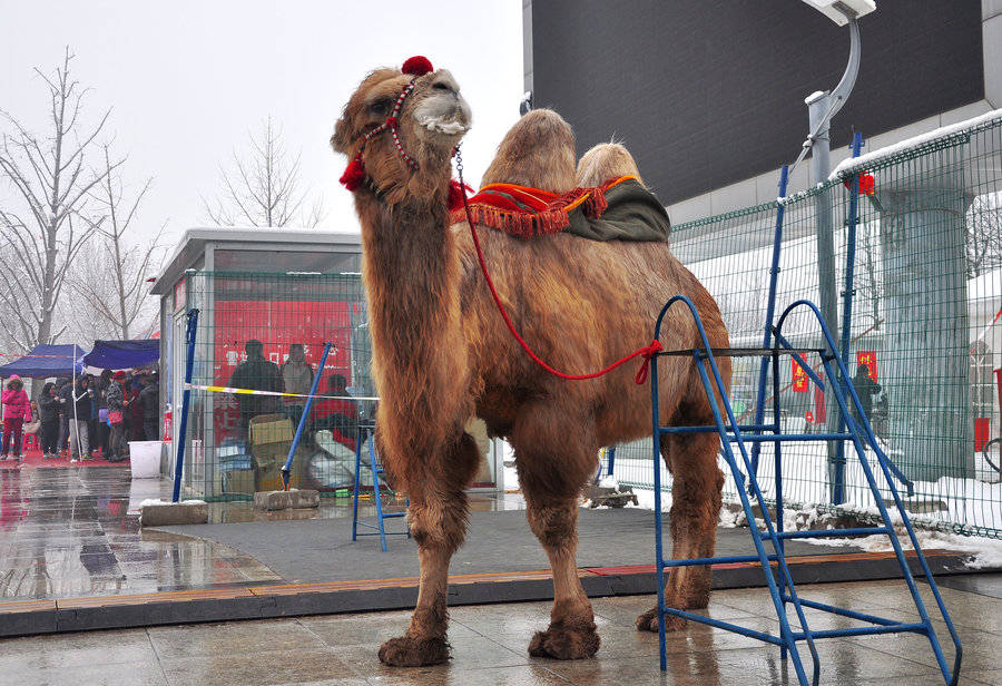 点击大图看下一张：庙会上的骆驼