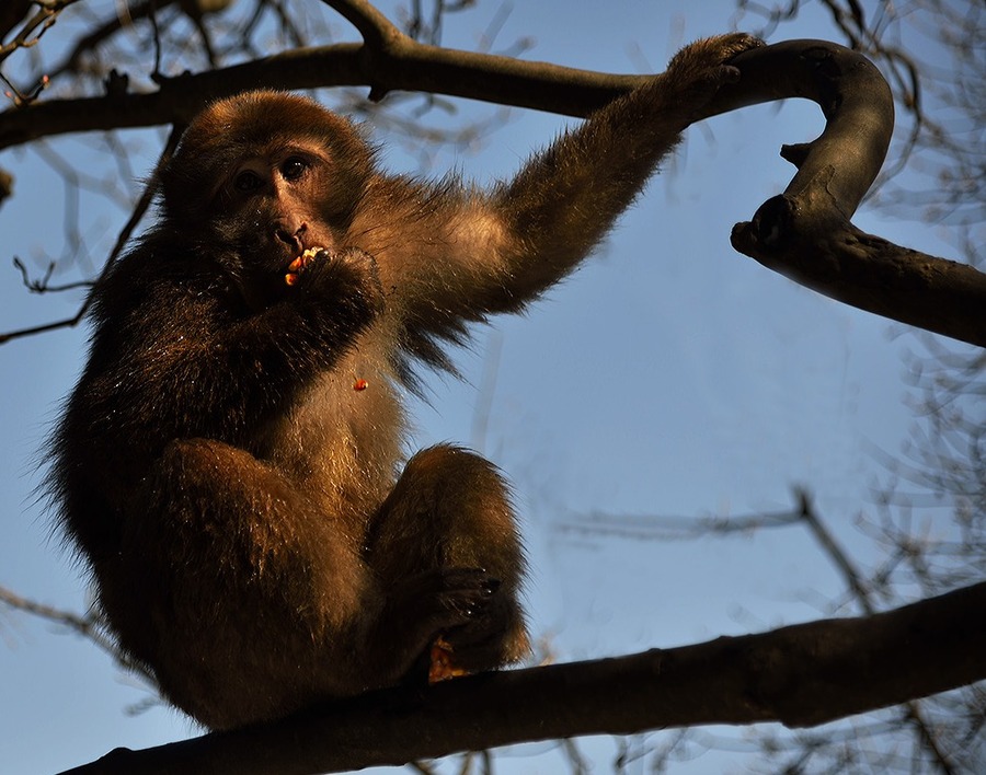 点击大图看下一张：遭遇峨藏眉山猕猴