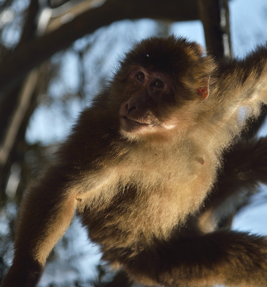 点击大图看下一张：遭遇峨藏眉山猕猴
