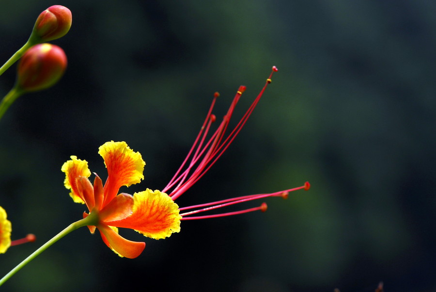 点击大图看下一张：金凤花高清图片