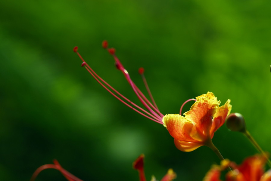 点击大图看下一张：金凤花高清图片