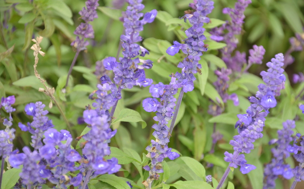 点击大图看下一张：蓝花鼠尾草外图片