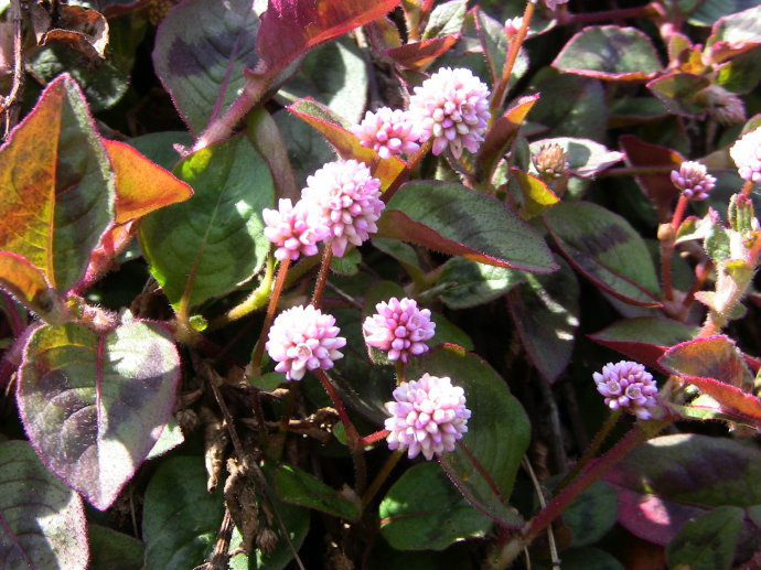 点击大图看下一张：头花蓼的图片