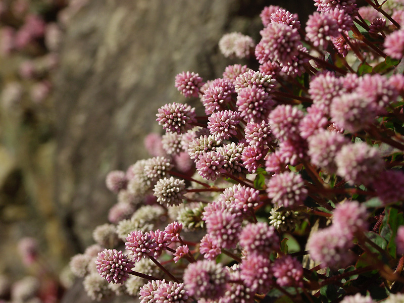 点击大图看下一张：头花蓼的图片