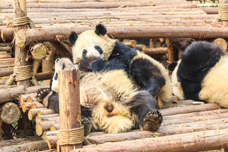 点击大图看下一张：国宝熊猫图片