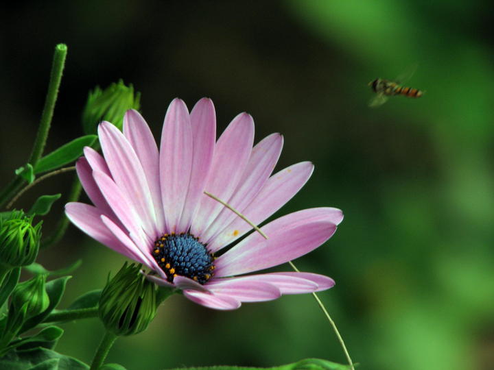 点击大图看下一张：赏心悦目的蓝目菊