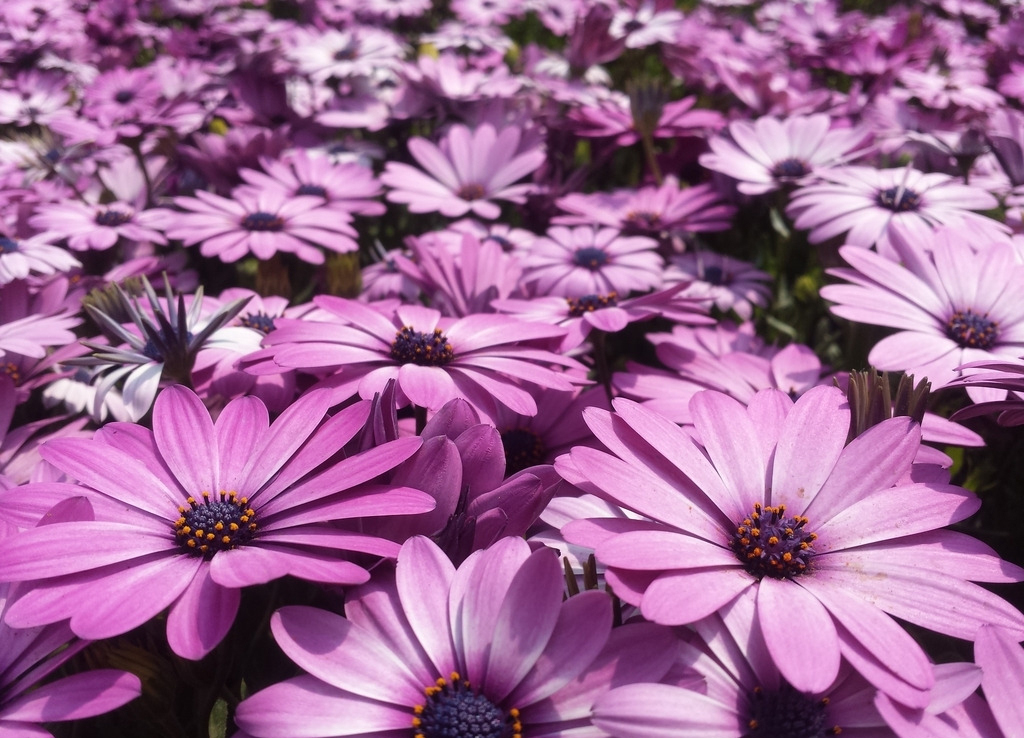 点击大图看下一张：赏心悦目的蓝目菊