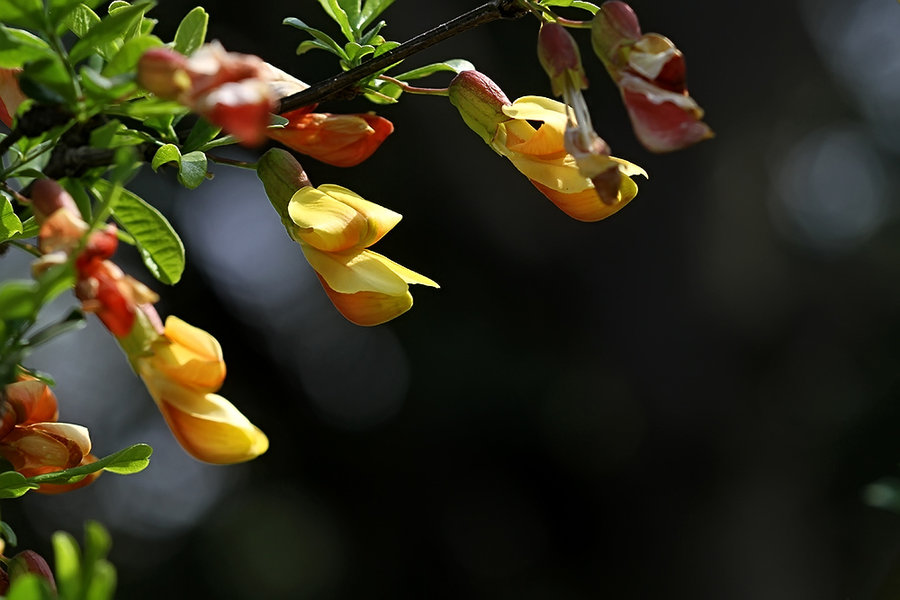 点击大图看下一张：阳光下的锦鸡儿