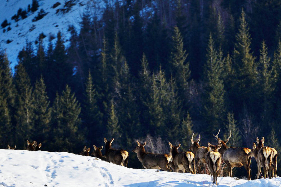 点击大图看下一张：天山野生马鹿