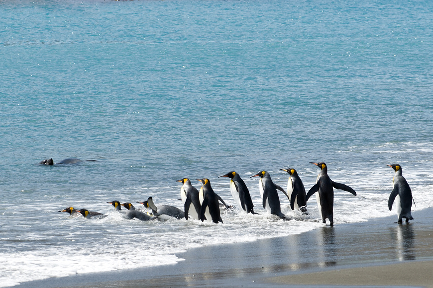 点击大图看下一张：王企鹅冲浪
