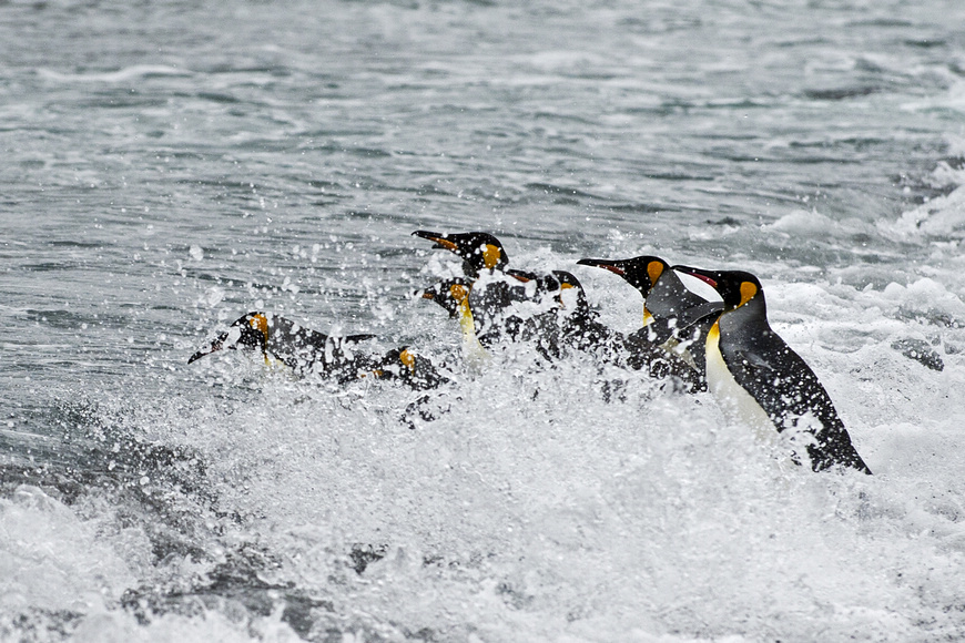 点击大图看下一张：王企鹅冲浪
