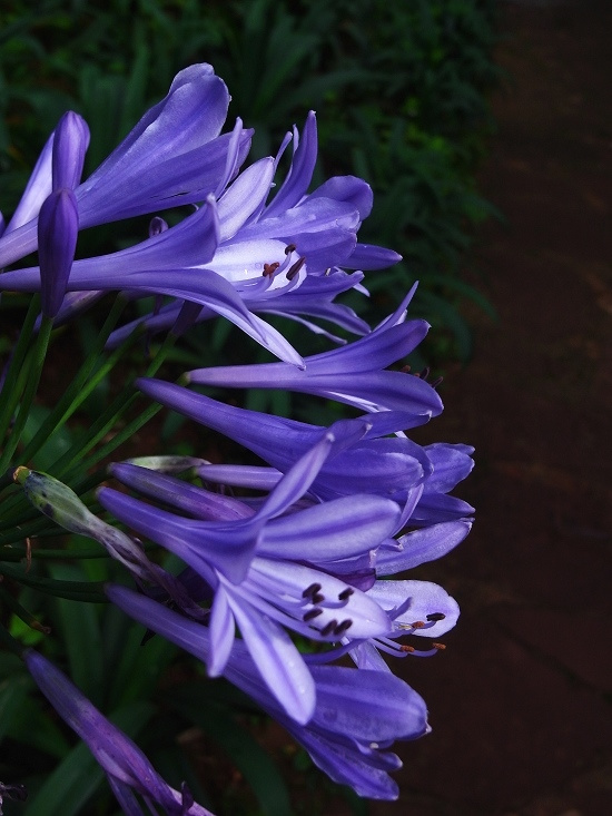 点击大图看下一张：浪漫温馨百子莲