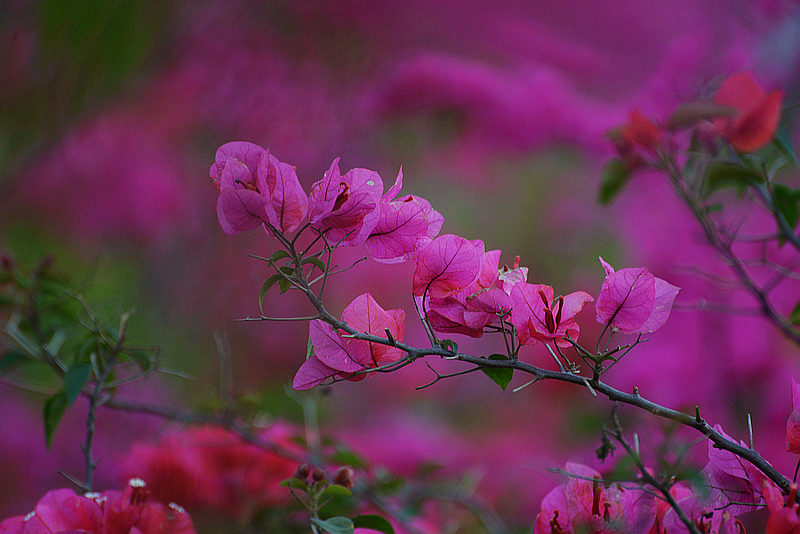 点击大图看下一张：三角梅开花高清图