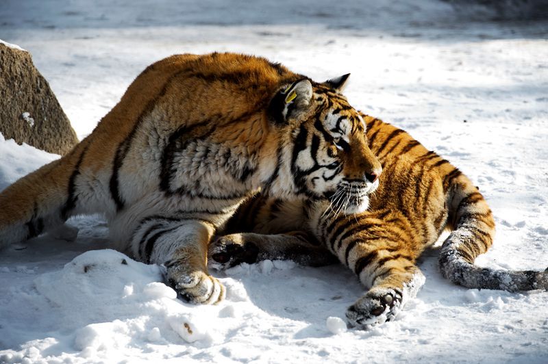 点击大图看下一张：东北虎高清图片