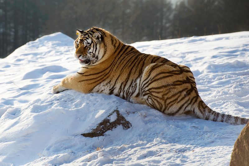 点击大图看下一张：东北虎高清图片