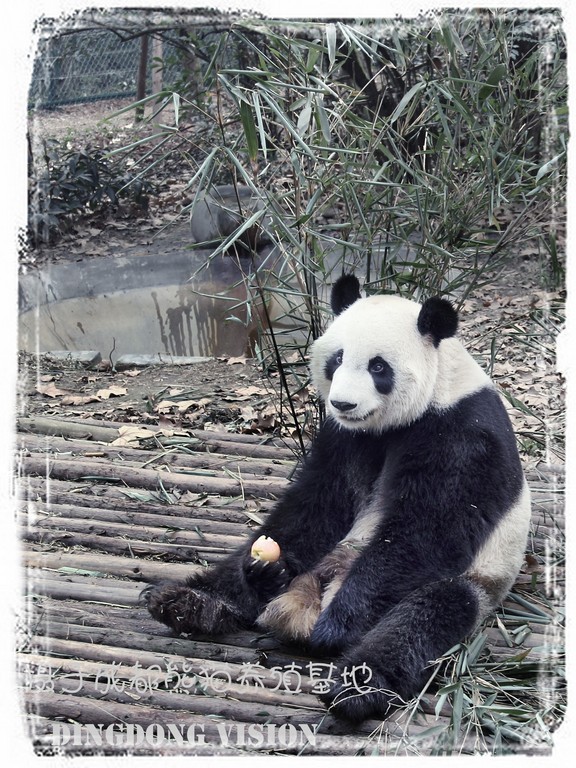 点击大图看下一张：憨态可掬的大熊猫