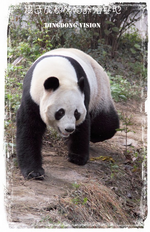 点击大图看下一张：憨态可掬的大熊猫