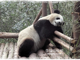 憨态可掬的大熊猫