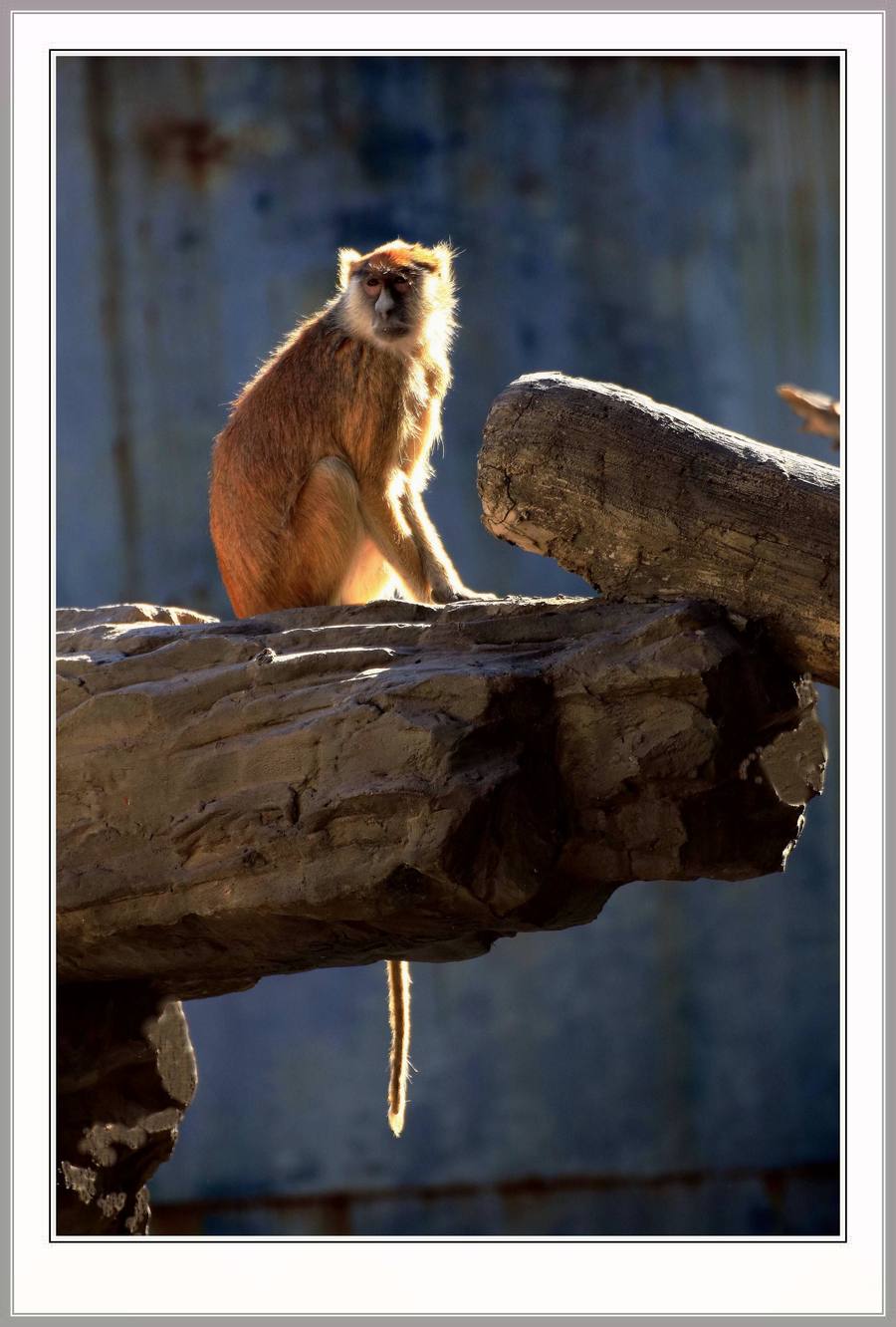 点击大图看下一张：猴子来了