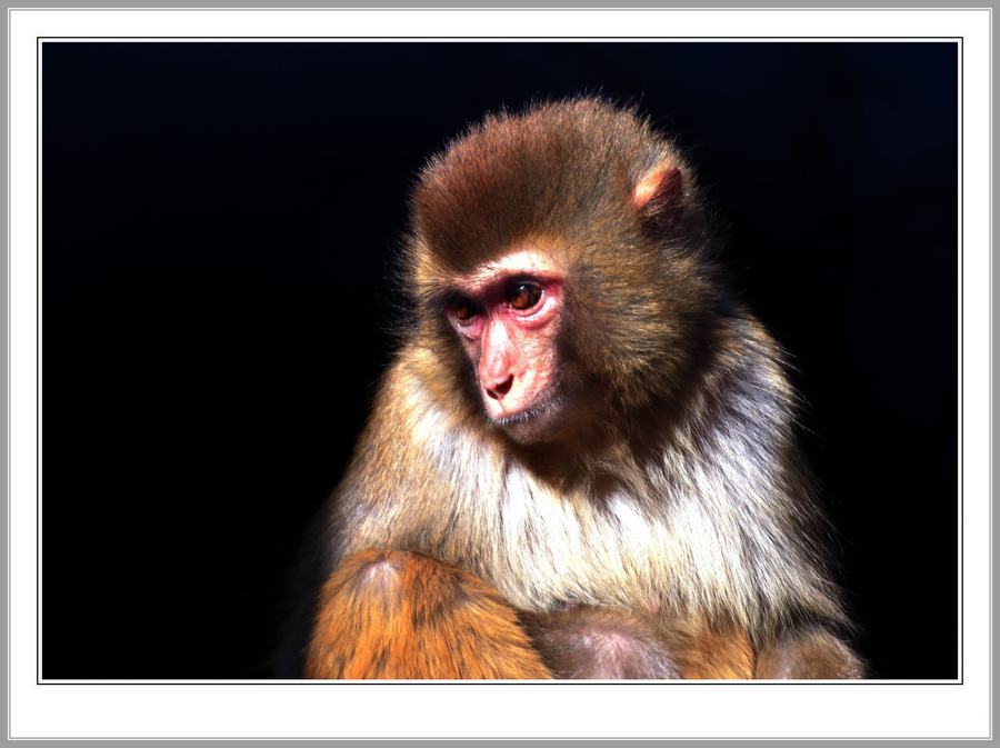 点击大图看下一张：猴子来了