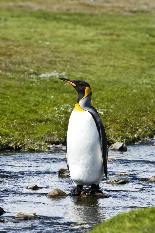 点击大图看下一张：南极的王企鹅