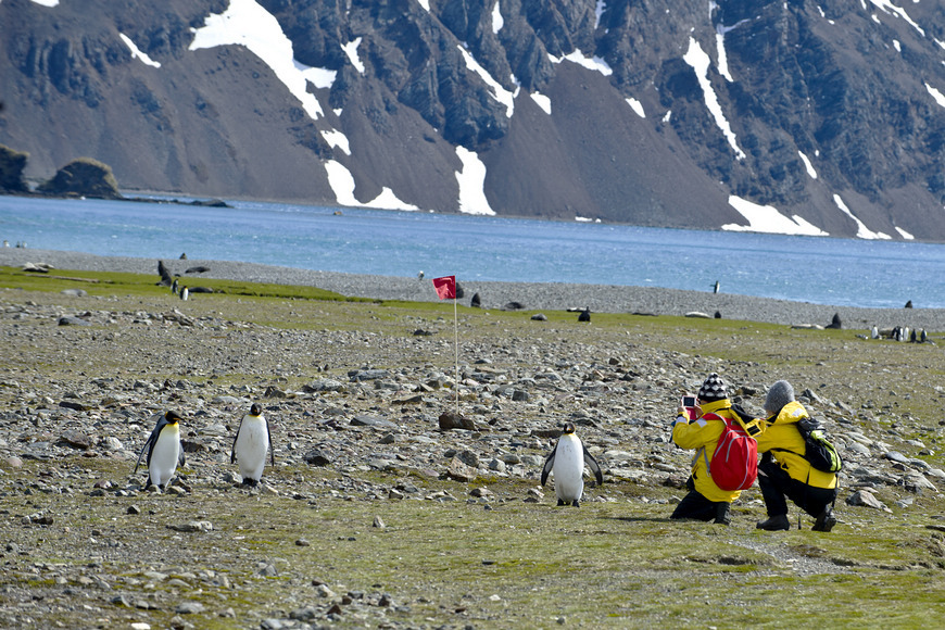 点击大图看下一张：南极的王企鹅