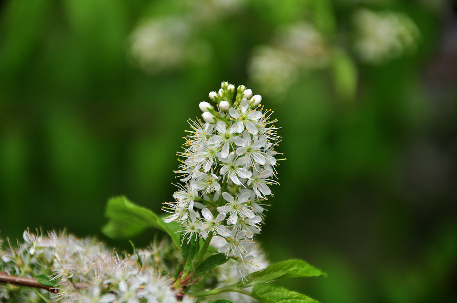 点击大图看下一张：稠李花图片