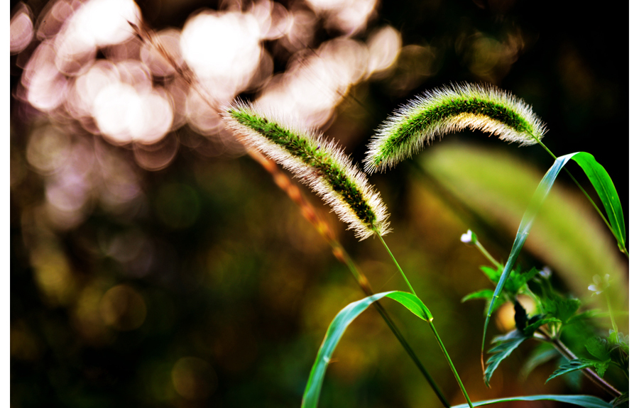点击大图看下一张：狗尾巴草高清图片
