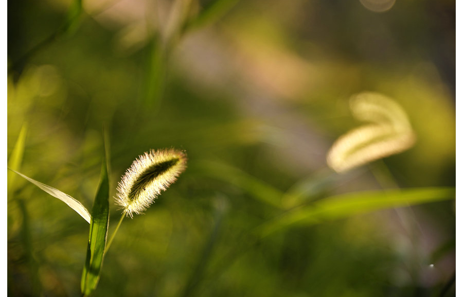 点击大图看下一张：狗尾巴草高清图片
