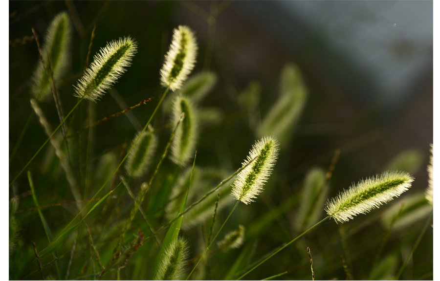 点击大图看下一张：狗尾巴草高清图片