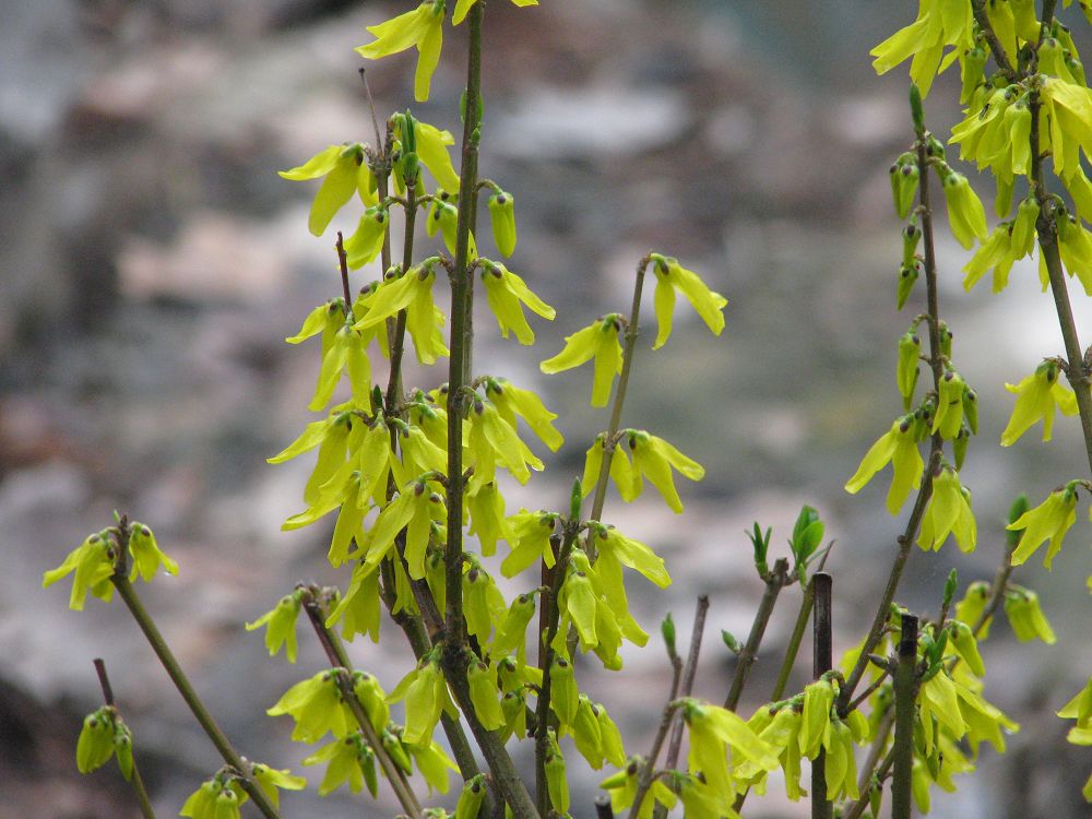 点击大图看下一张：金钟花的图片