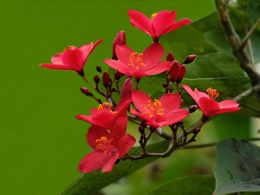 点击大图看下一张：琴叶珊瑚赏析图